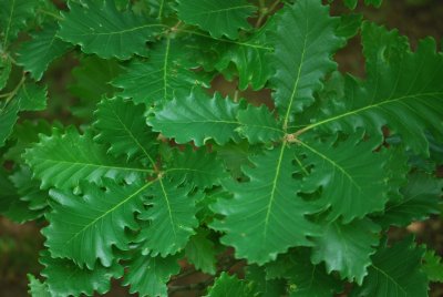 Quercus macranthera - dub velkokvětý - listy